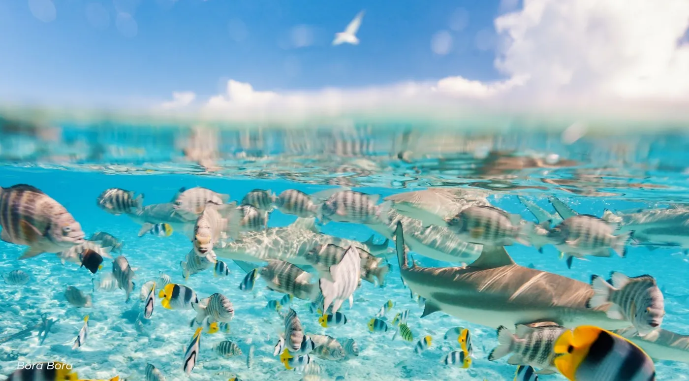 Blacktip reef sharks and striped reef fish over white sand in shallow lagoon water