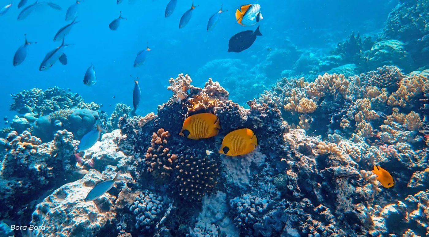 Yellow butterflyfish swimming past branching and plate corals on a reef