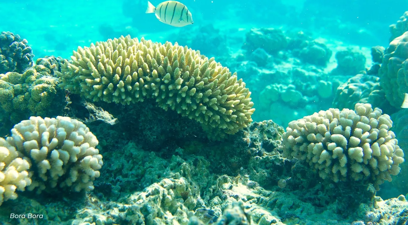 Rounded coral heads and a butterflyfish in calm turquoise lagoon water