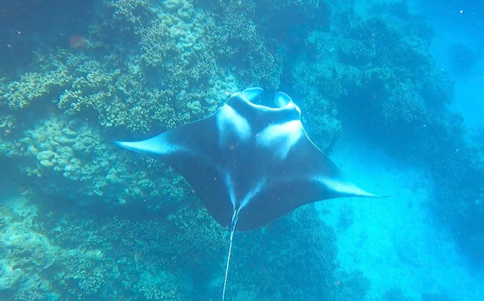 Full-Day Lagoon Safari with Snorkeling and Motu Lunch