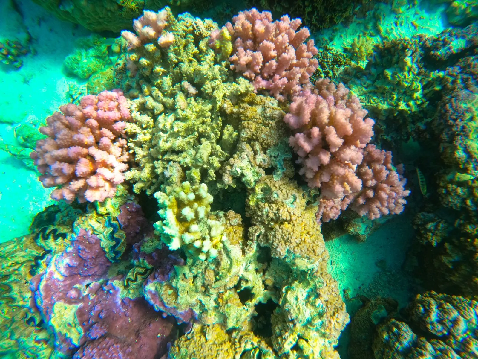 Pink and green coral heads on a lagoon reef, close up