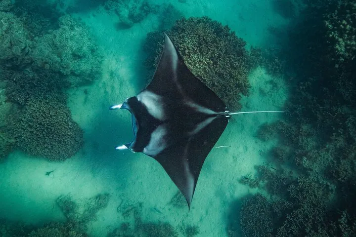 Half-Day Eco Snorkeling Small-Group Tour