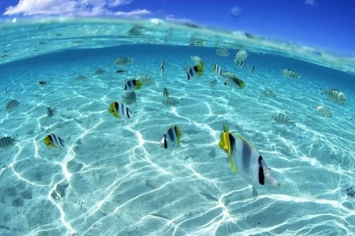 Striped butterflyfish swimming over a sunlit sandy bottom