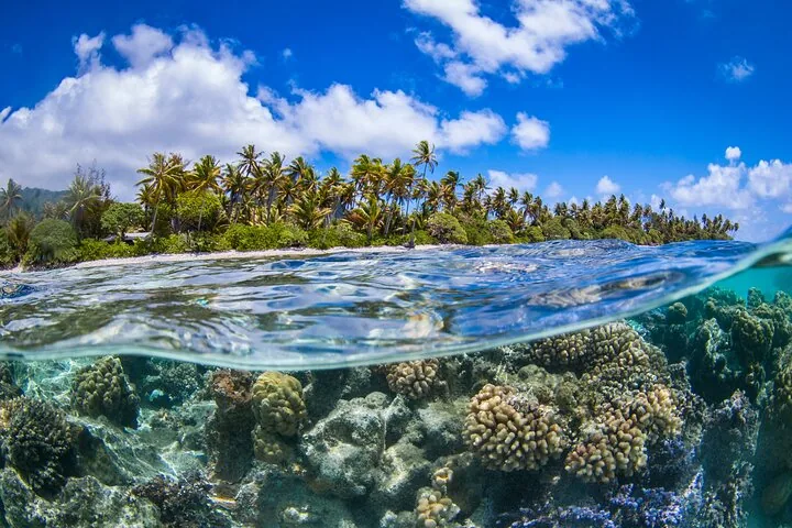 Split view of a palm-covered motu above coral heads below the waterline