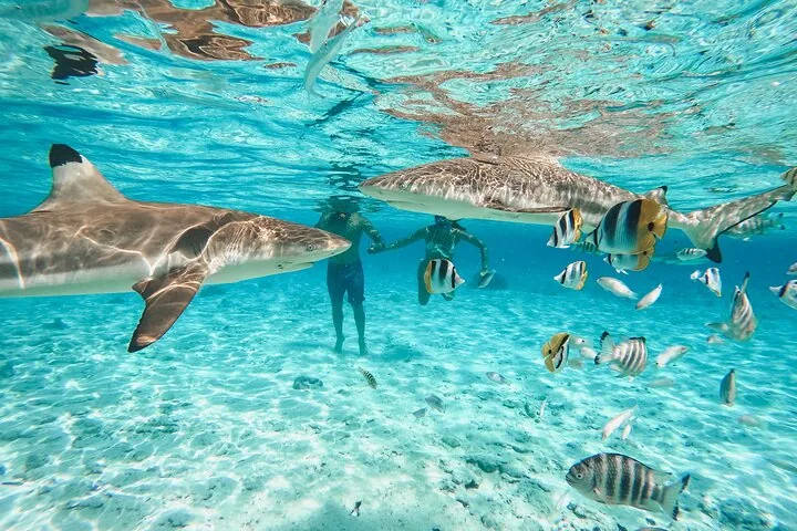 Blacktip reef sharks and striped fish swimming around snorkelers in shallow water
