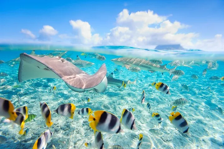 Stingray gliding over sand among butterflyfish, half above the waterline