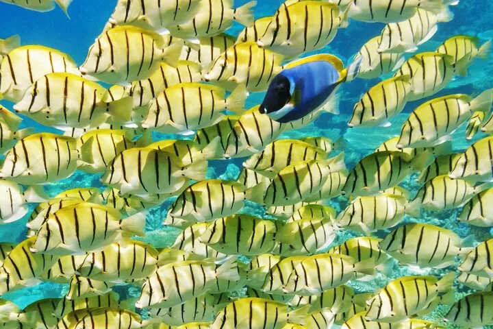 Half-Day Small-Group Snorkel Cruise