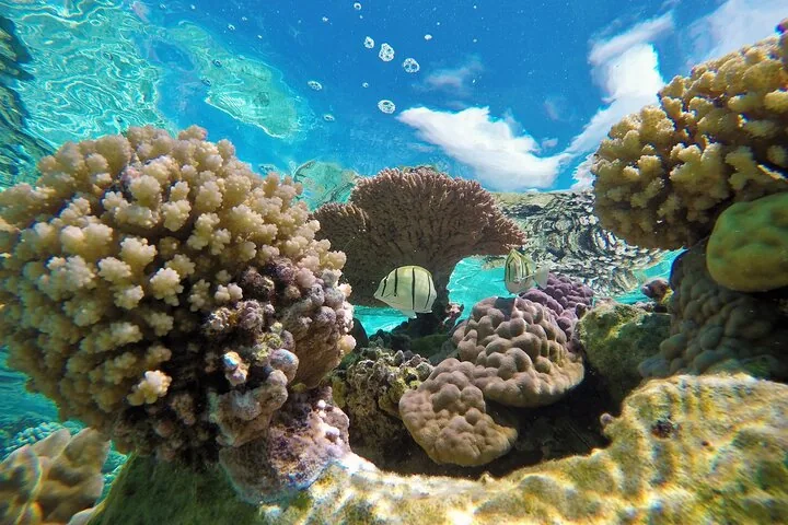 Coral heads and a butterflyfish just below the lagoon surface