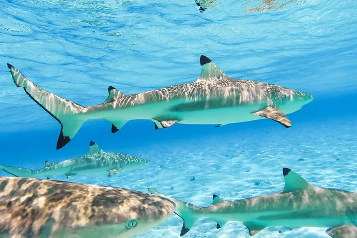 Three blacktip reef sharks swimming over sunlit sand