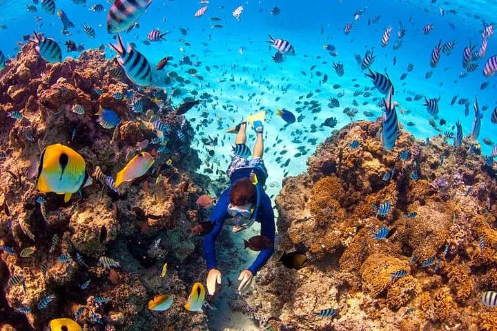 Snorkeler swimming between coral heads surrounded by butterflyfish and damselfish