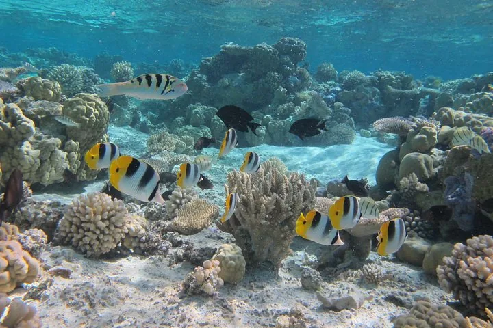 Half-Day Shared Boat Snorkel Tour
