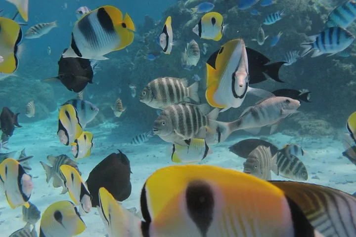 Close school of butterflyfish and striped reef fish near the surface