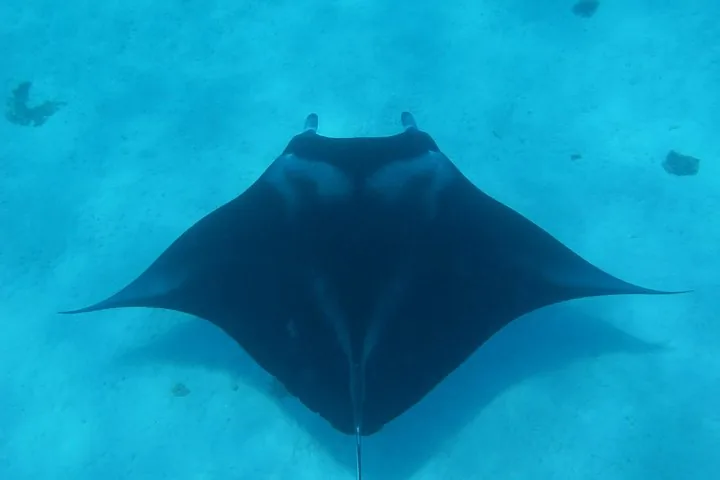 Manta ray seen from above over a pale sandy lagoon floor
