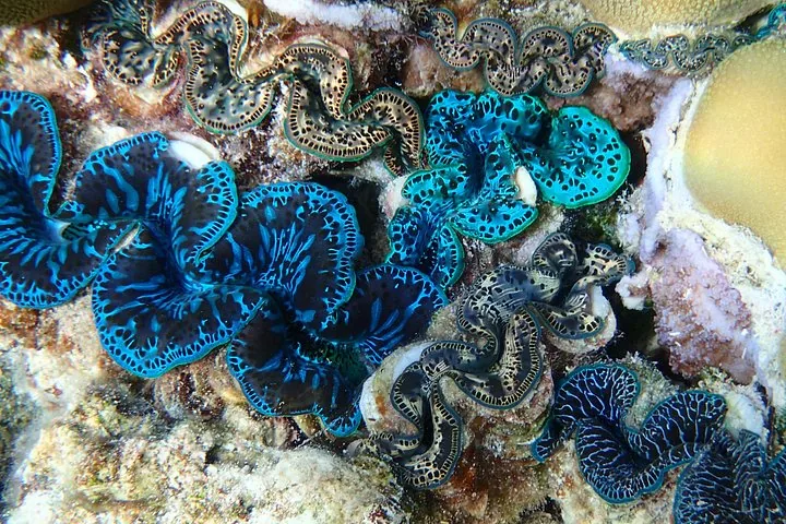 Giant clams with blue and turquoise mantles set into coral