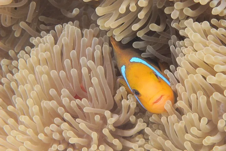 Orange anemonefish peeking out from a pale sea anemone