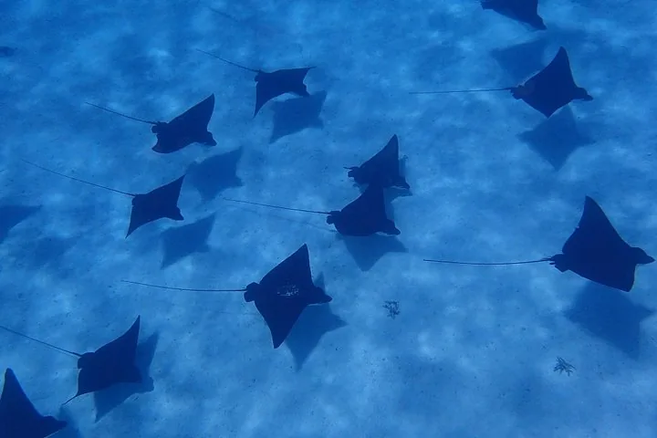 Large group of eagle rays casting shadows over blue sand