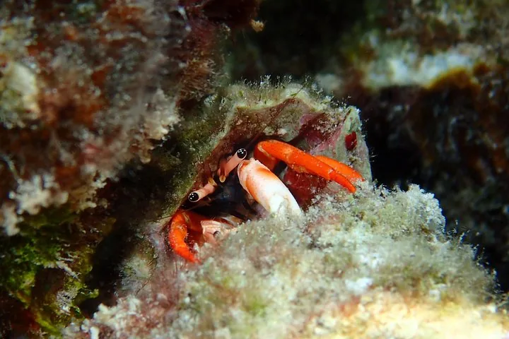 Orange hermit crab tucked inside a shell on the reef