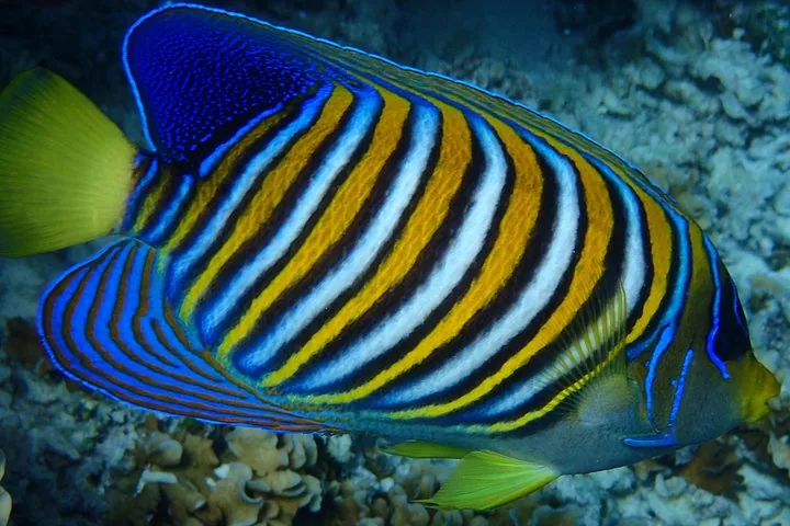 Close-up of a regal angelfish with orange, white and blue stripes