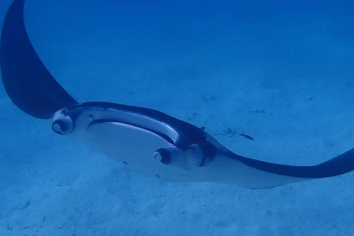 Manta ray swimming over pale sand, seen from just above