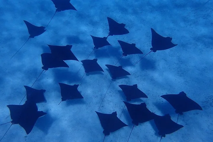 School of spotted eagle rays swimming over a sandy bottom