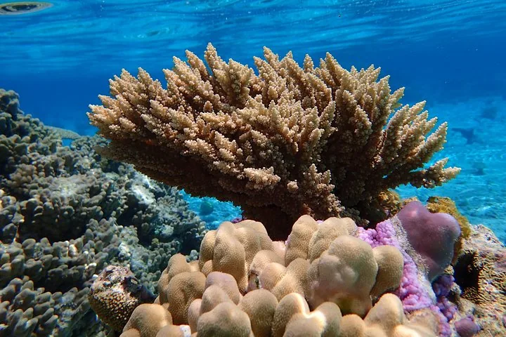 Private Half-Day Snorkeling Tour by Boat