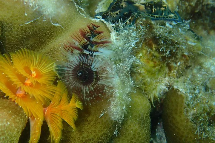Close-up of orange and brown Christmas tree worms on coral