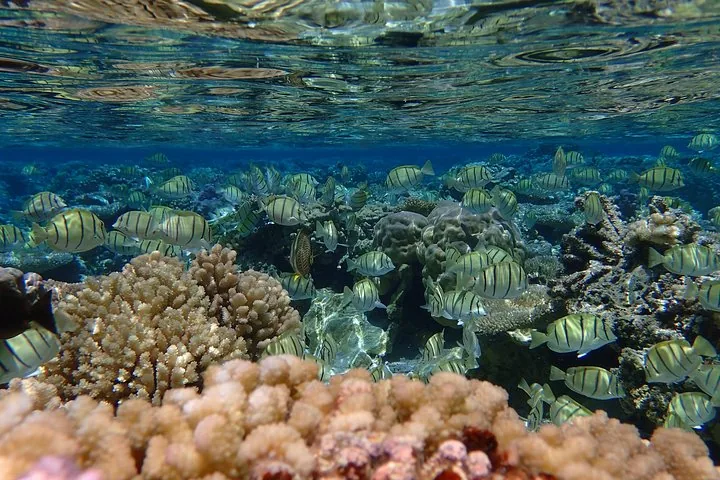 School of convict tang grazing over a shallow coral garden