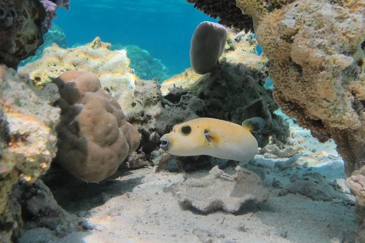 Spotted pufferfish resting on sand beneath a coral overhang