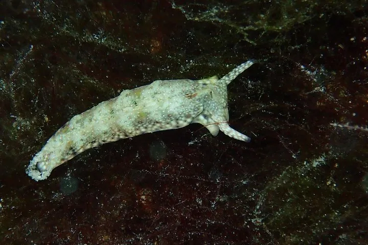 Pale sea hare crawling across dark algae-covered rock