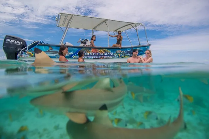 Split view of guests in the water as blacktip sharks pass