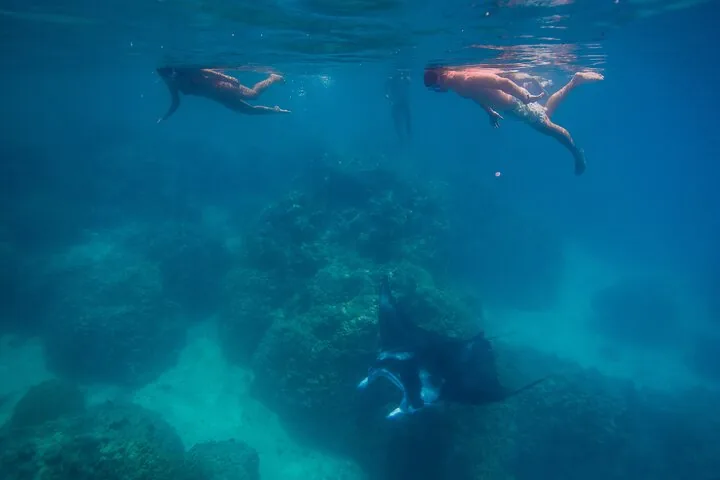 Two snorkelers at the surface above a manta ray near coral