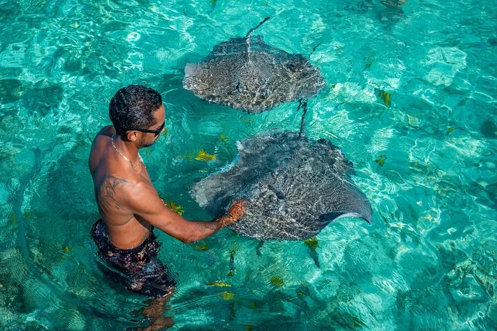 Man standing in shallow water beside two large stingrays