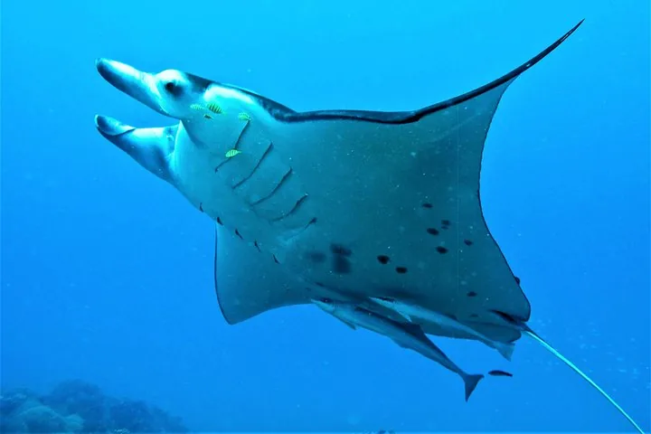 Manta ray swimming in open blue water with a remora below