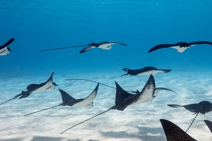 Group of spotted eagle rays gliding over white sand