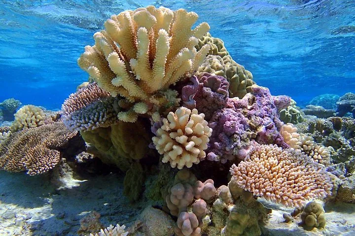 Branching and plate corals in cream and purple tones underwater
