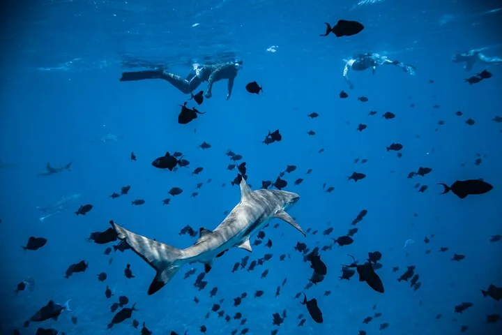 Full-Day Snorkel Cruise with Sharks, Rays and BBQ Lunch