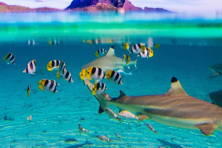 Split view of blacktip sharks and butterflyfish below the surface, Otemanu above