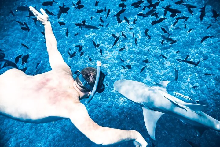 Snorkeler diving down beside a blacktip reef shark among schooling fish