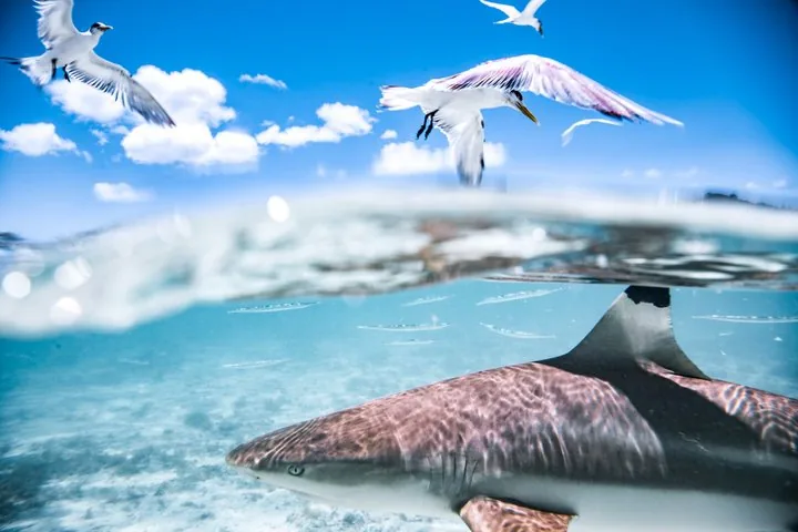Blacktip reef shark over sand in shallow water with terns flying above