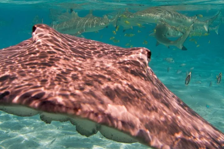 Close view of a stingray wing gliding past with sharks behind