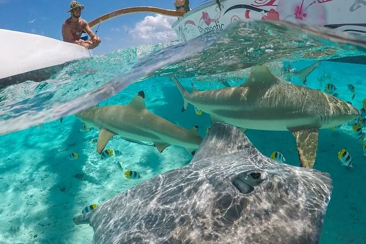 Adults-Only Outrigger Canoe Snorkel Cruise with BBQ Lunch