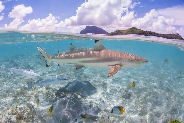 Split view of a blacktip reef shark and stingrays below a green island