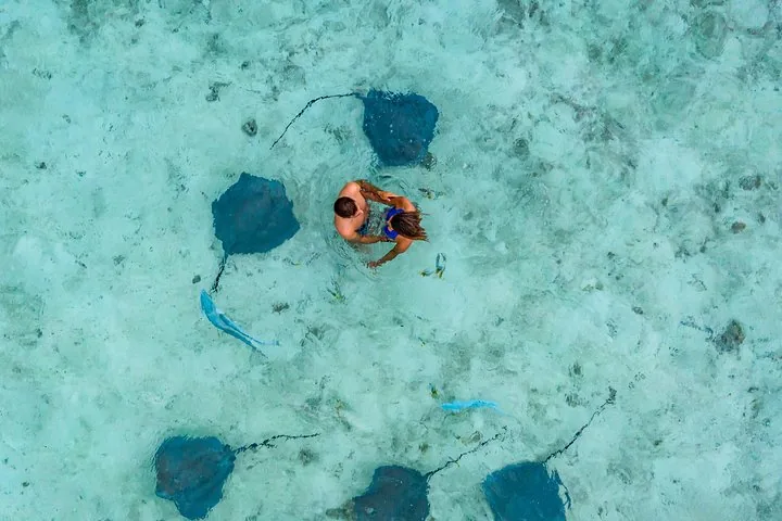 Aerial view of a swimmer surrounded by stingrays on pale sand