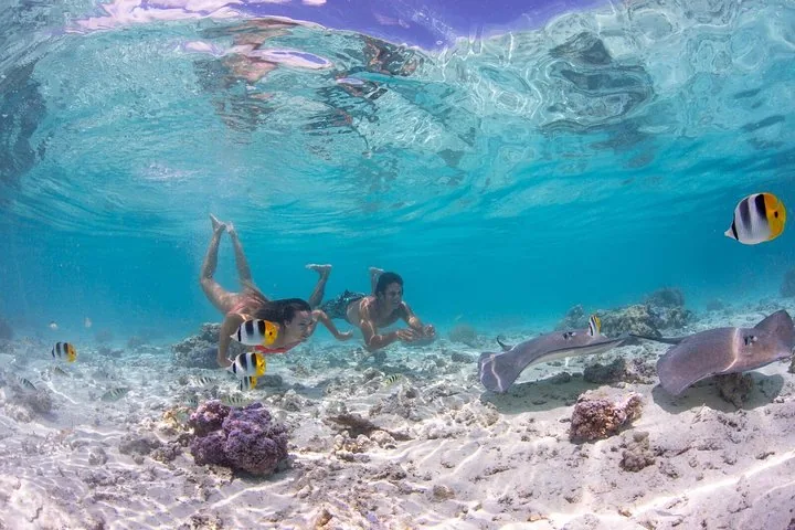 Two snorkelers swimming over coral beside stingrays and butterflyfish