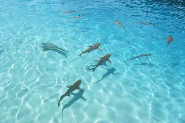 Group of blacktip reef sharks swimming over bright shallow sand